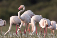 Flamingo / Flaming