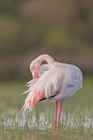 Flamingo / Flaming