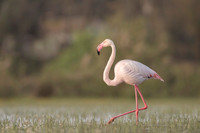Flamingo / Flaming