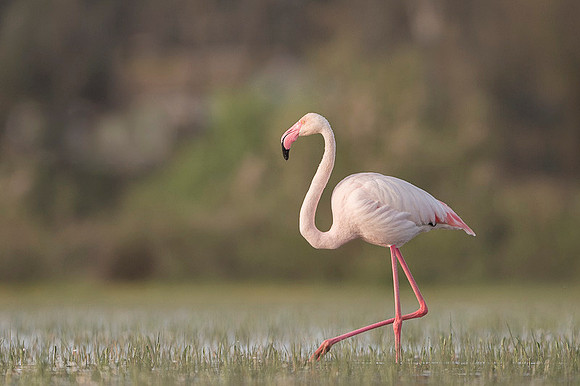 Flamingo / Flaming