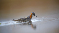 Red-necked Phalarope