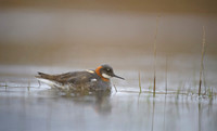 Red-necked Phalarope