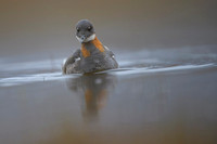 Red-necked Phalarope
