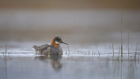 Red-necked Phalarope