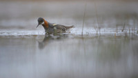 Red-necked Phalarope