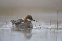 Red-necked Phalarope