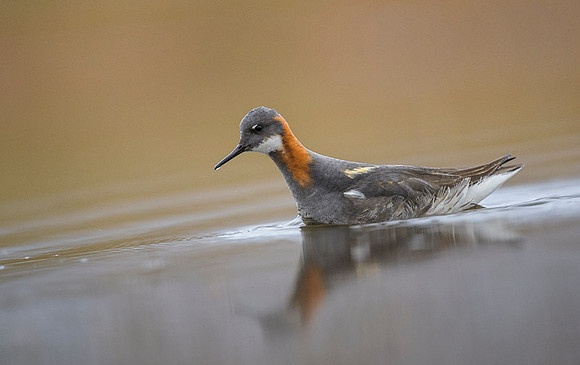 Red-necked Phalarope
