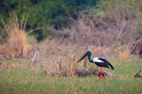 Black neck stork