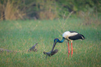 Black neck stork