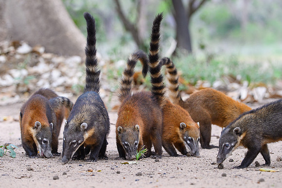 South American Coati