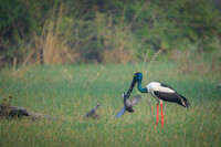 Black neck stork