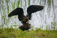 Black Ibis