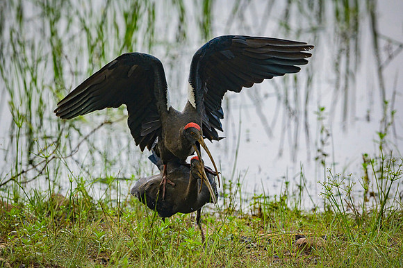 Black Ibis
