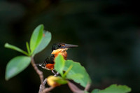 American Pygmy Kingfisher