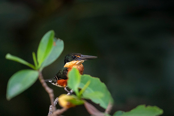 American Pygmy Kingfisher