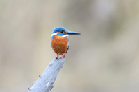 Common Kingfisher