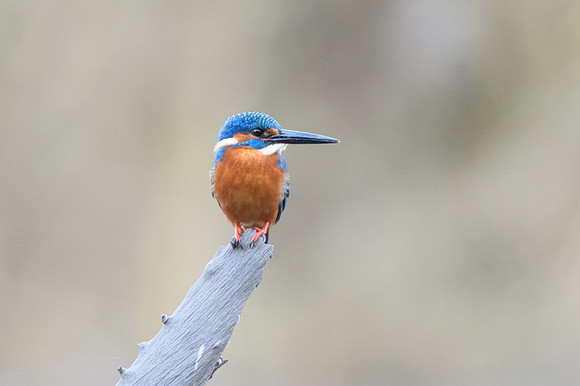 Common Kingfisher