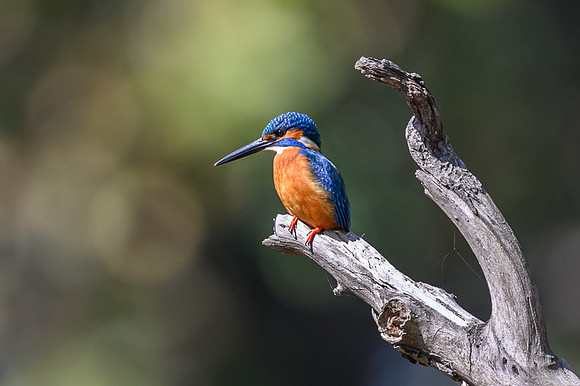 Common Kingfisher