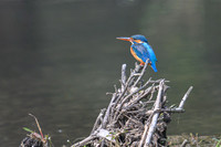Common Kingfisher