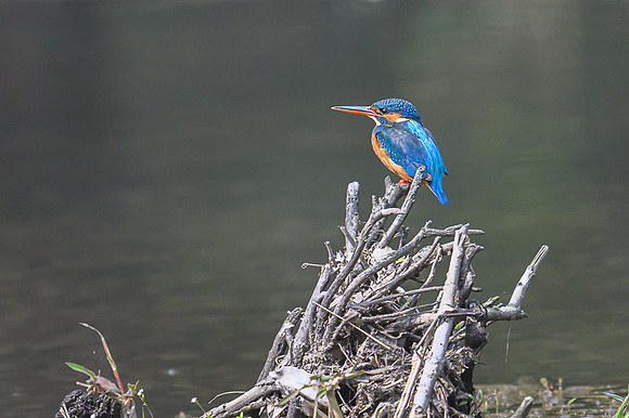 Common Kingfisher