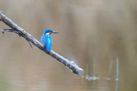 Common Kingfisher