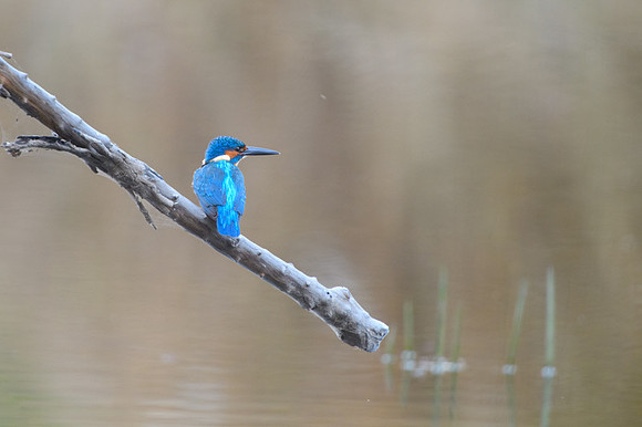 Common Kingfisher
