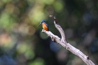 Common Kingfisher