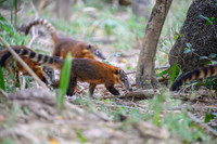 South American Coati