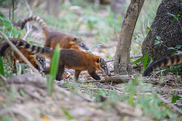 South American Coati