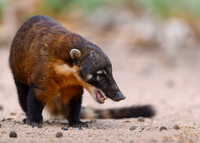 South American Coati