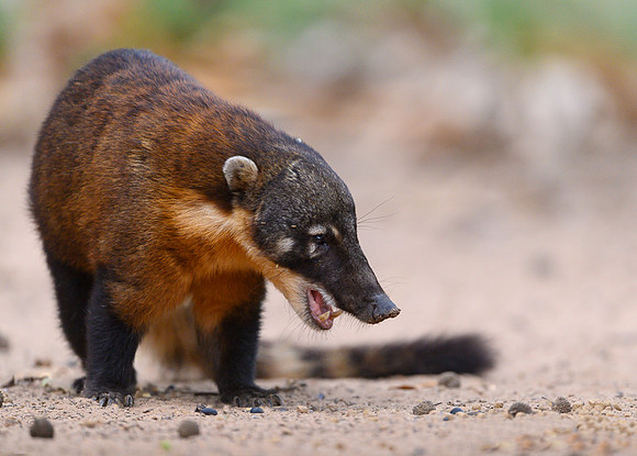 South American Coati