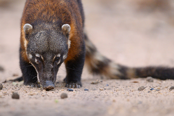 South American Coati