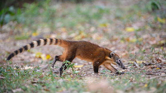 South American Coati