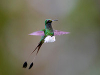 Booted Racket-tail