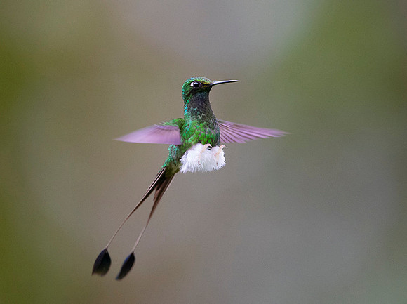 Booted Racket-tail