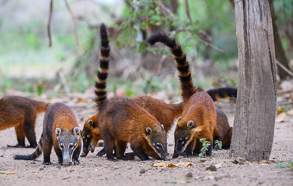 South American Coati