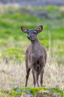 White tailed deer