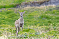 White tailed deer