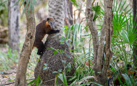 South American Coati