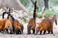 South American Coati