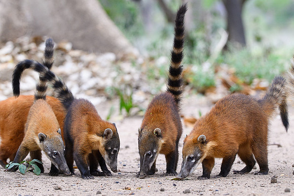 South American Coati