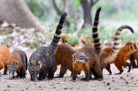 South American Coati