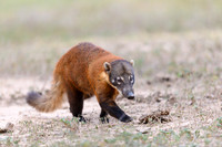South American Coati