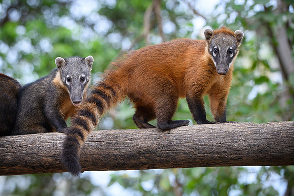 South American Coati