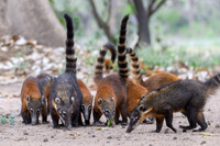 South American Coati