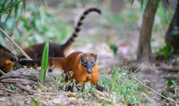 South American Coati