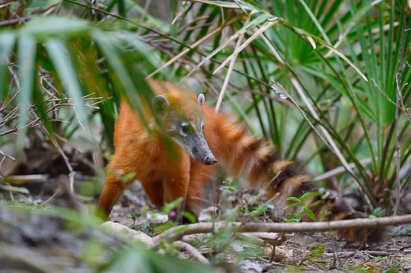 South American Coati