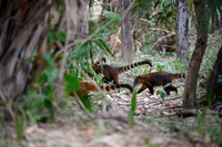 South American Coati