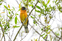Black-headed grosbeak