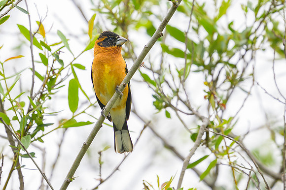 Black-headed grosbeak